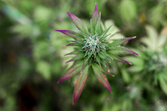 🌿 Les Bienfaits du CBD : Le Pouvoir Naturel du Bien-Être – Maison 3L