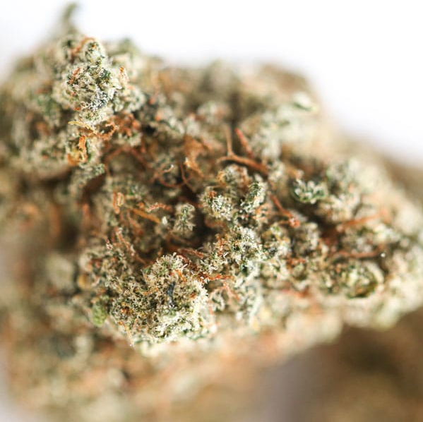 🌿 Fleur Critical 2.0 CBD – Fleur Premium – Indoor Hydro