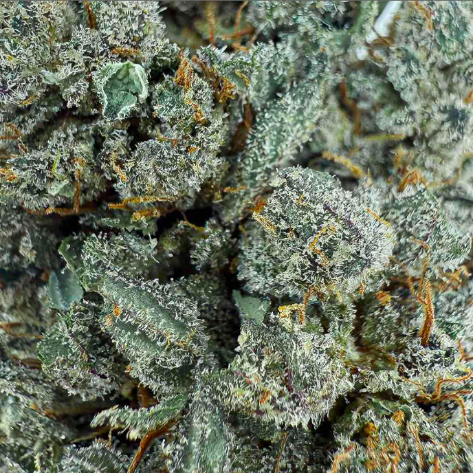 ⛽ Sour Diesel CBD – Big Bud – Indoor Cali 🇺🇸