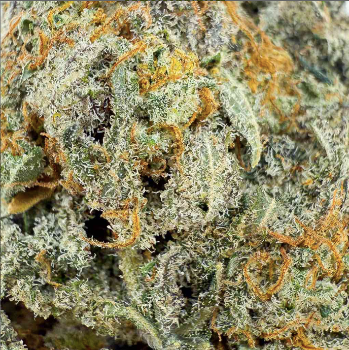 đŠ ButterCream Gelato CBD â Big Bud â Indoor Cali