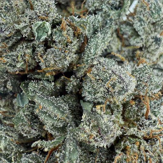 ⛽ Sour Diesel CBD – Big Bud – Indoor Cali 🇺🇸