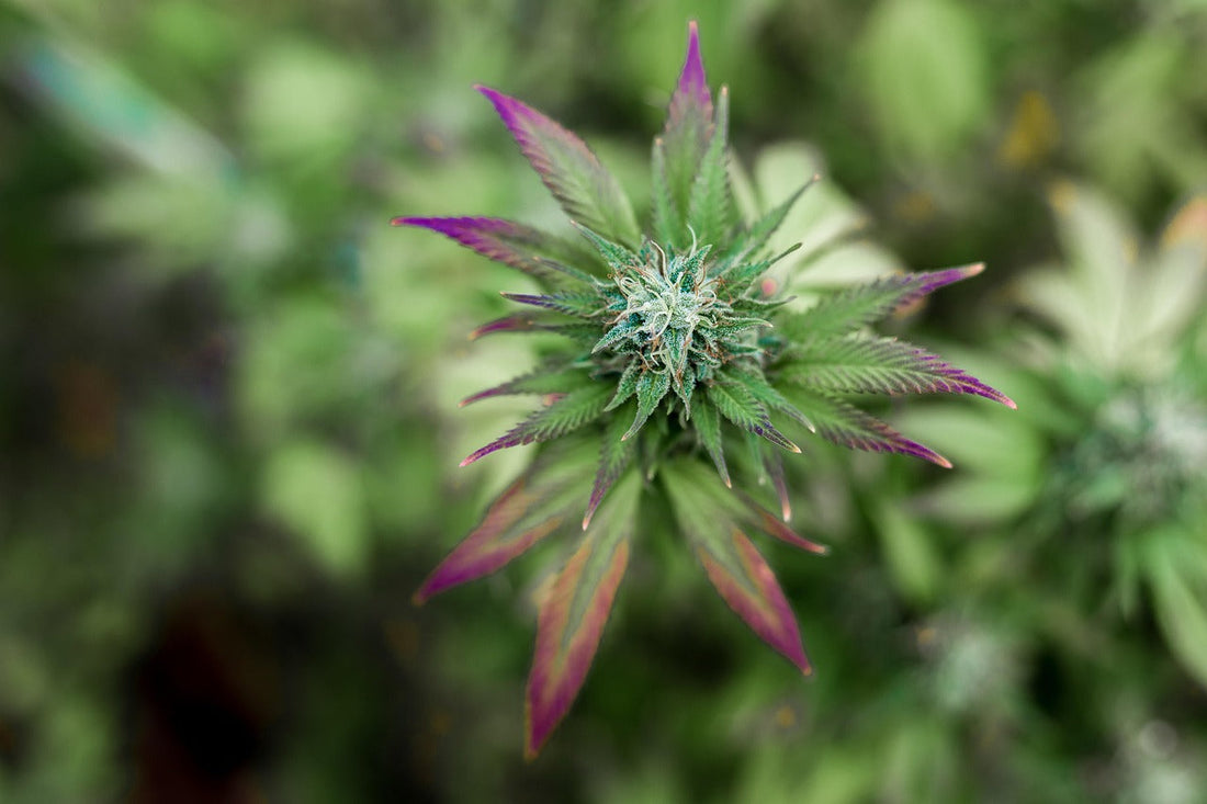 🌿 Les Bienfaits du CBD : Le Pouvoir Naturel du Bien-Être – Maison 3L