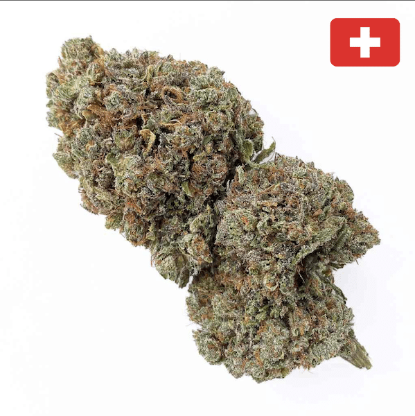 🌿 Fleur CBD Critical+ 2.0 Small Buds – Indoor Hydro – CBD Suisse