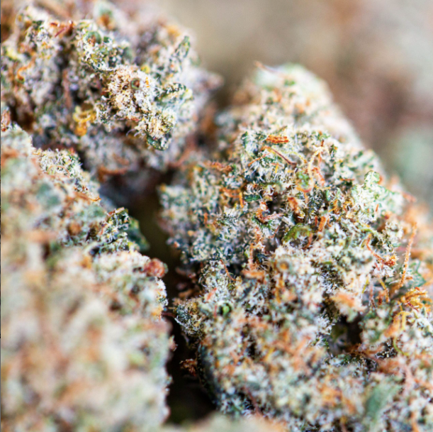 🌿 Fleur CBD Critical+ 2.0 Small Buds – Indoor Hydro – CBD Suisse