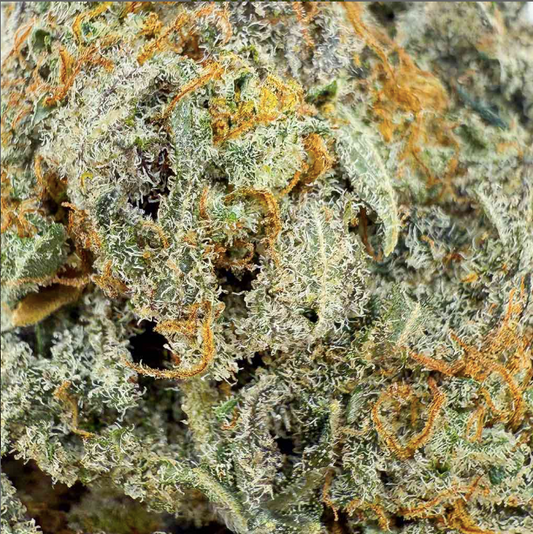 🍦 Fleur ButterCream Gelato CBD – Big Bud – Indoor Cali 🇺🇸