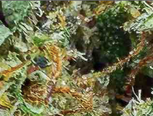 🌌 Fleur Skywalker OG CBD – Big Bud – Indoor Cali  🇺🇸