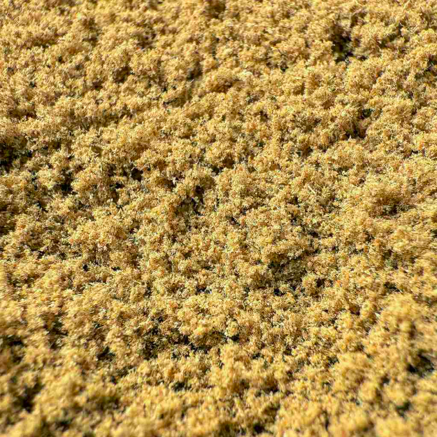 🧾 Dry Sift CBD 50% — Résine premium concentrée 🌿