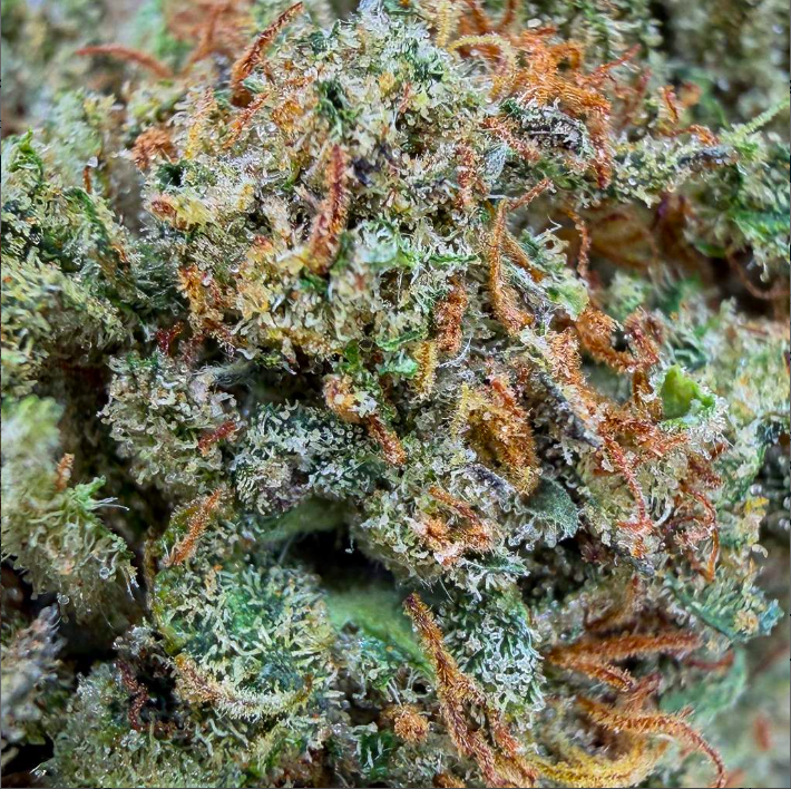 🍒🍋 Lemon Cherry CBD – Big Bud – Glass-House – Cali  🇺🇸